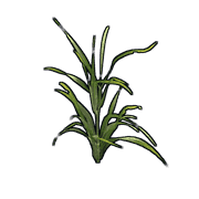 Wheat Clone